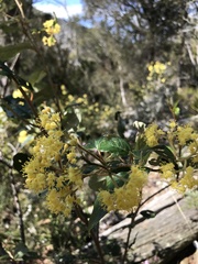 Pomaderris elliptica