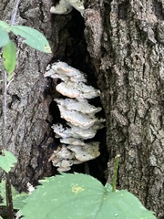 Rigidoporus populinus