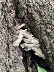 Rigidoporus populinus