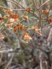 Eriogonum effusum