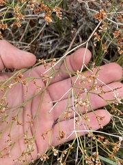 Eriogonum effusum