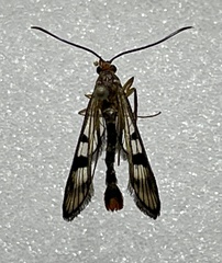 Synanthedon acerni