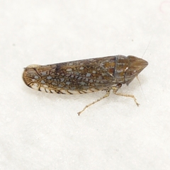 Scaphytopius