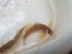 Etheostoma caeruleum