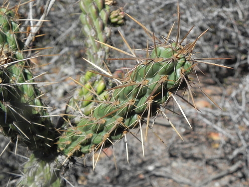 Image of Cylindropuntia californica by (c) James C. Davis, some rights reserved (CC BY-SA)