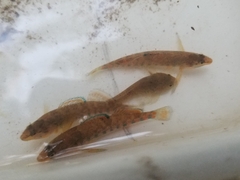 Etheostoma caeruleum
