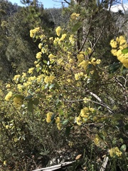 Pomaderris elliptica