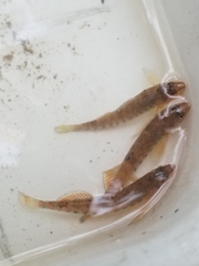 Etheostoma caeruleum