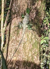 Basiliscus plumifrons