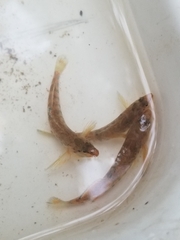 Etheostoma caeruleum