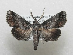 Paectes abrostolella