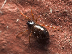 Steatoda bipunctata