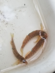 Etheostoma caeruleum