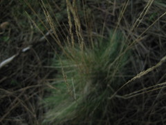 Agrostis curtisii