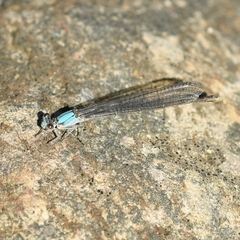 Argia moesta