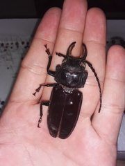 Mallodon chevrolatii