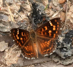 Aricoris propitia