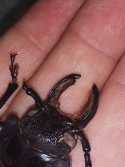 Mallodon chevrolatii