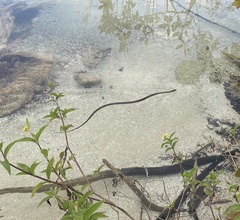 Thamnophis proximus rutiloris
