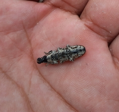 Ptychoderes rugicollis