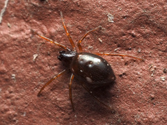 Steatoda bipunctata