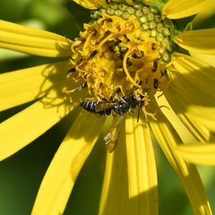 Megachilini