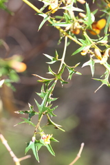 Podolobium ilicifolium