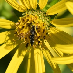 Megachilini
