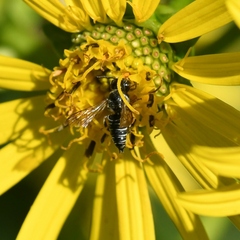 Megachilini