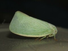 Flatormenis proxima