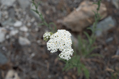 Achillea asiatica