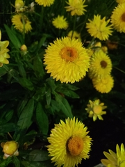 Xerochrysum