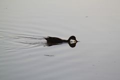 Anas bahamensis galapagensis