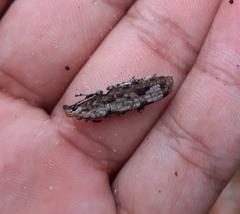 Ptychoderes rugicollis
