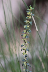 Phyllanthus hirtellus