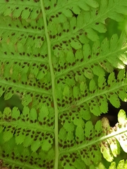 Athyrium angustum