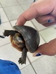 Kinosternon leucostomum