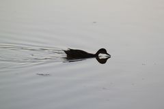 Anas bahamensis galapagensis