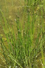 Eleocharis obtusa