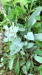 Stachys byzantina