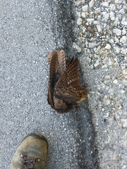 Antrostomus carolinensis