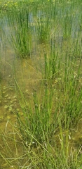 Eleocharis obtusa