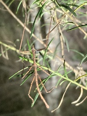 Ctenomorpha marginipennis