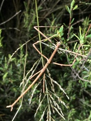 Ctenomorpha marginipennis