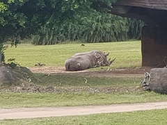 Rhinocerotidae