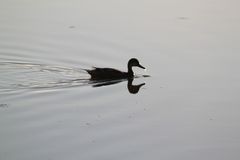 Anas bahamensis galapagensis