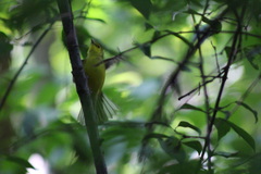 Setophaga citrina