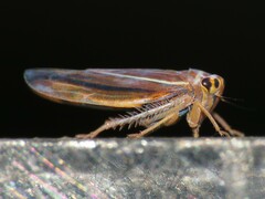 Idiodonus kennicotti