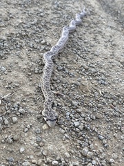 Pituophis catenifer catenifer