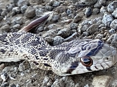 Pituophis catenifer catenifer